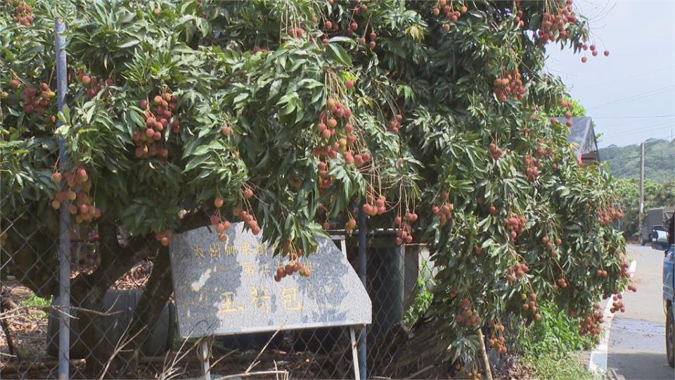 玉荷包產季！今年雨少甜度高　憂「瑪娃」風雨釀落果加緊採收