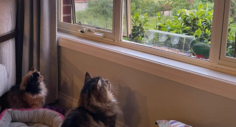 A pet owner captures a picture of two cats staring outside on a window sill where a bird has landed. 