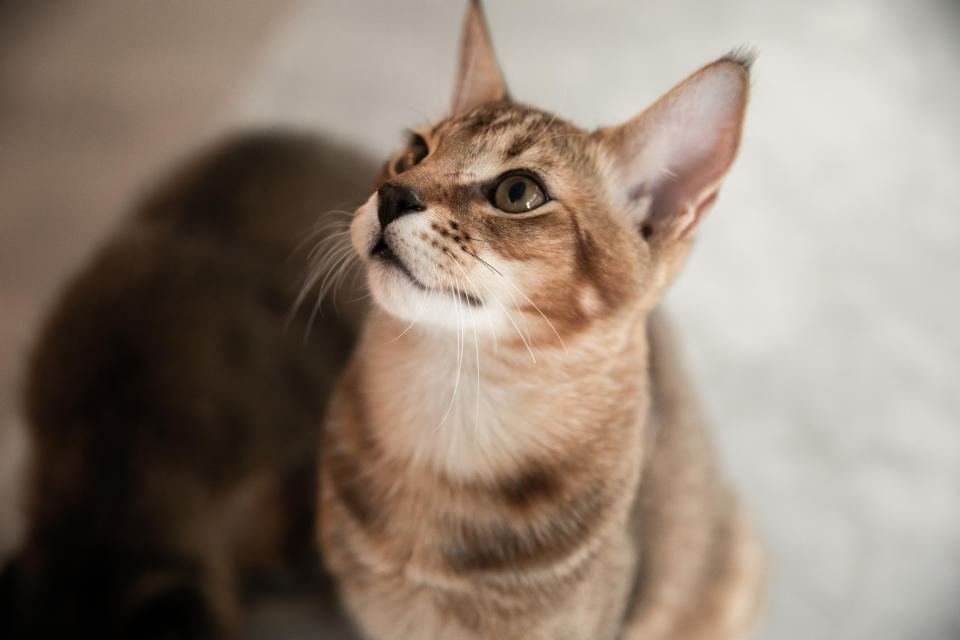 Chausie (Getty Images/iStockphoto)