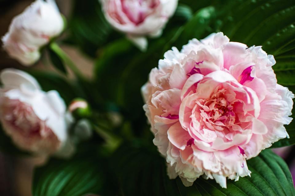 pretty pink peony bouquet in bloom