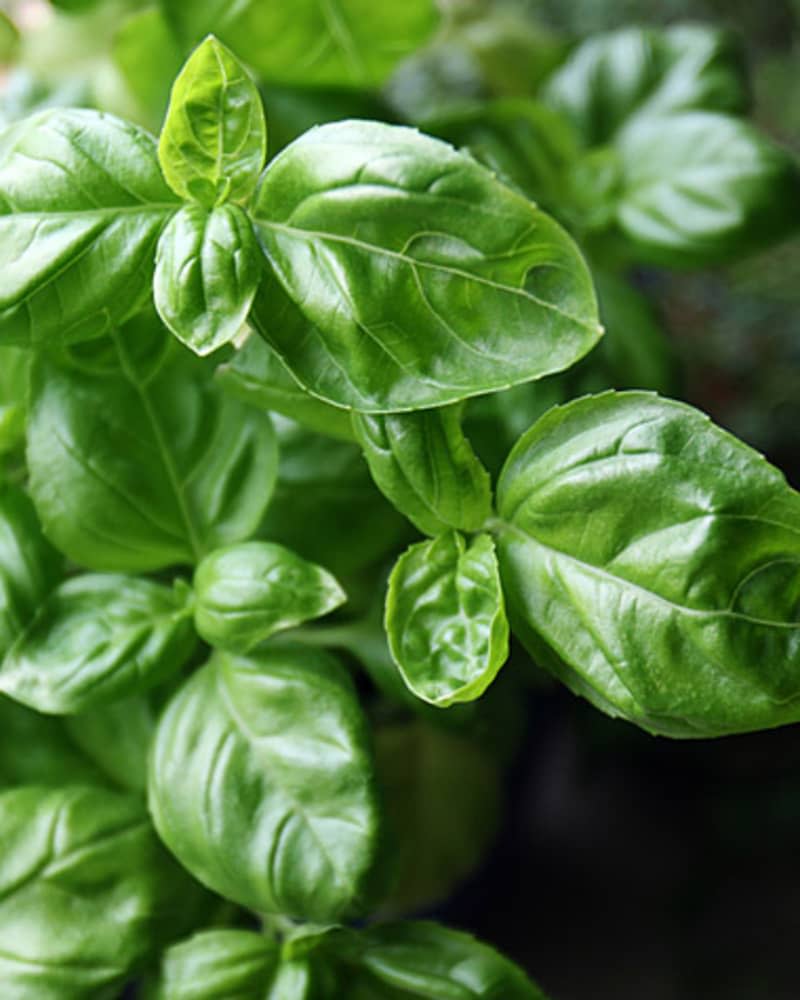 basil leaves