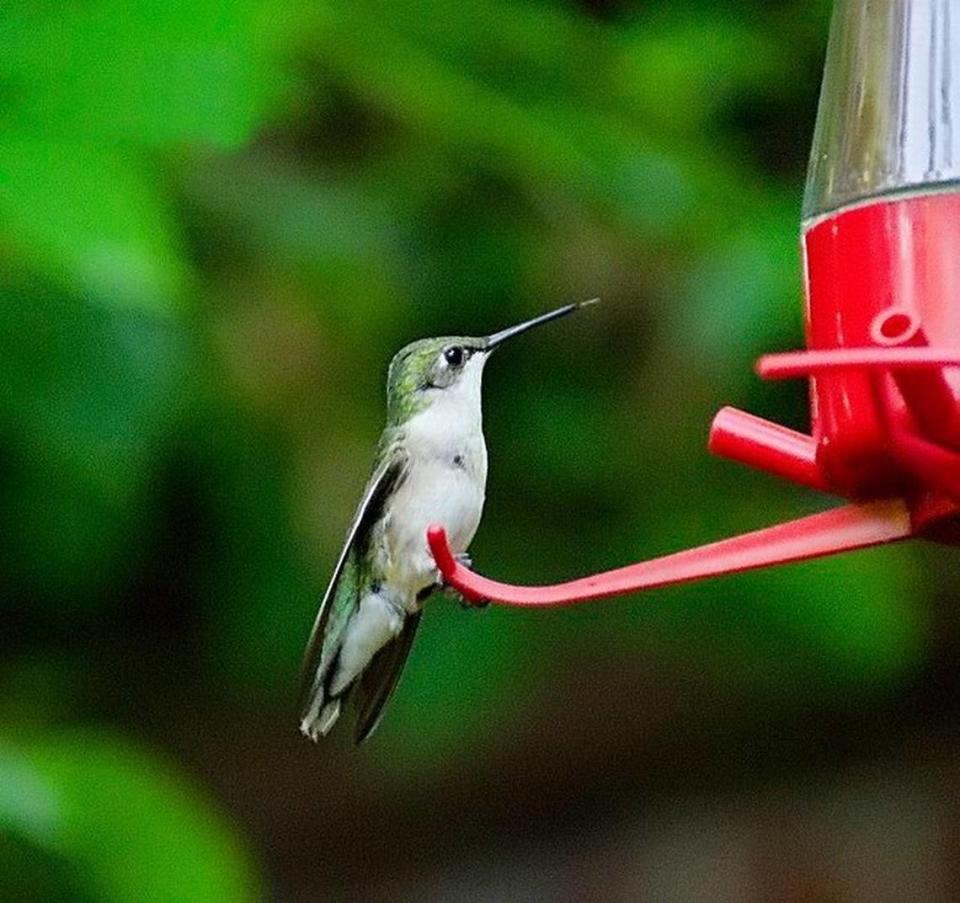 Ruby-throated hummingbirds continue their migratory travels through our area.