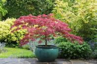 <p> Japanese maple trees – or acer palmatum – are ideal for smaller gardens, as they are slow growing and require minimal pruning or training.  They also offer lovely fall color. </p> <p> ‘With a variety of showy cascades in foliage and colors ranging from vibrant greens to deep blood reds, this is a showcase tree for container growing,’ says Tammy Sons, owner of Tennessee Nursery. </p> <p> ‘Japanese maple trees do not grow to extreme heights, seldom reaching over 15 feet. My favorite varieties are 'Crimson Queen' and 'Bloodgood', with their added attribute of spectacular fall foliage.’ </p> <p> Meanwhile, Lisa Tadewaldt, arborist and owner of Urban Forest Pro, particularly favors the dwarf maple 'Sharp's Pygmy'. ‘They can live in a pot for hundreds of years,' she says. 'You can ignore them or pamper them – either way they always look great. This is a favorite of serious bonsai artists, and what I personally have on my deck in pots.’ </p> <p> Position Japanese maples in a cool spot that receives some shade during the hottest part of the day, and water regularly in the summer. </p>