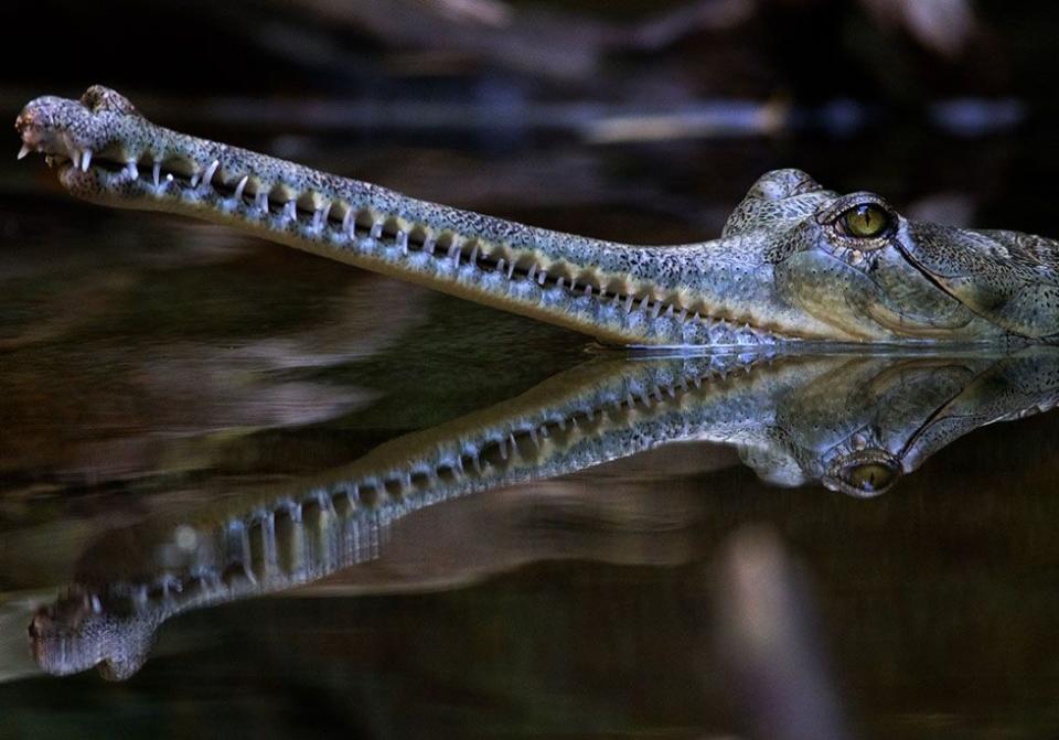 Gharial