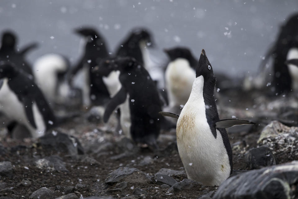 For Earth Day, we are sharing three days in the life of Tasha Van Zandt. Van Zandt is a conservation photographer focused on documenting climate change to teach its dangers. Read more to learn about Van Zandt's experience on the National Geographic Explorer ship as she films a documentary in Antarctica.