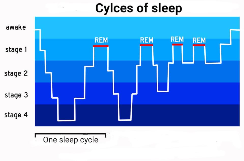 People cycle through the stages of sleep several times per night. (Shutterstock)