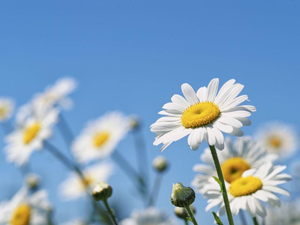 summer daisies