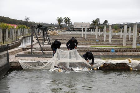 Employees use a net to catch beluga sturgeons, at the Acipenser fish farm in Ambatolaona