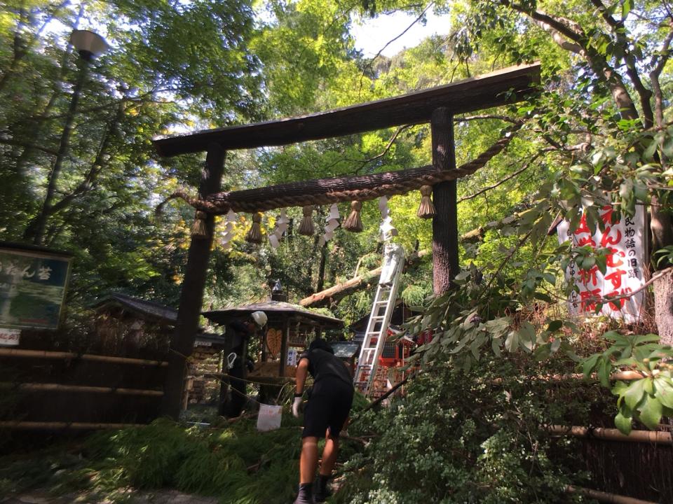 <span>全日本唯一黑木鳥居的「野宮神社」裏頭盡是倒了滿地的樹。</span>圖／張惟綜