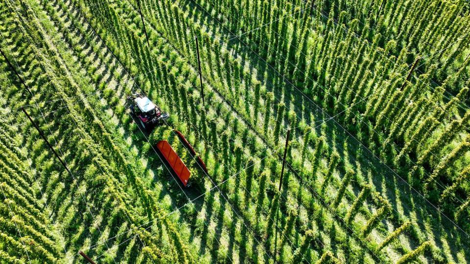 Der Klimawandel hat auch Auswirkung auf die Hopfenernte. (Bild: dpa)