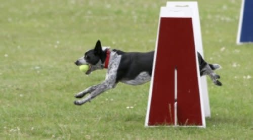 Organize a Charity Dog Show