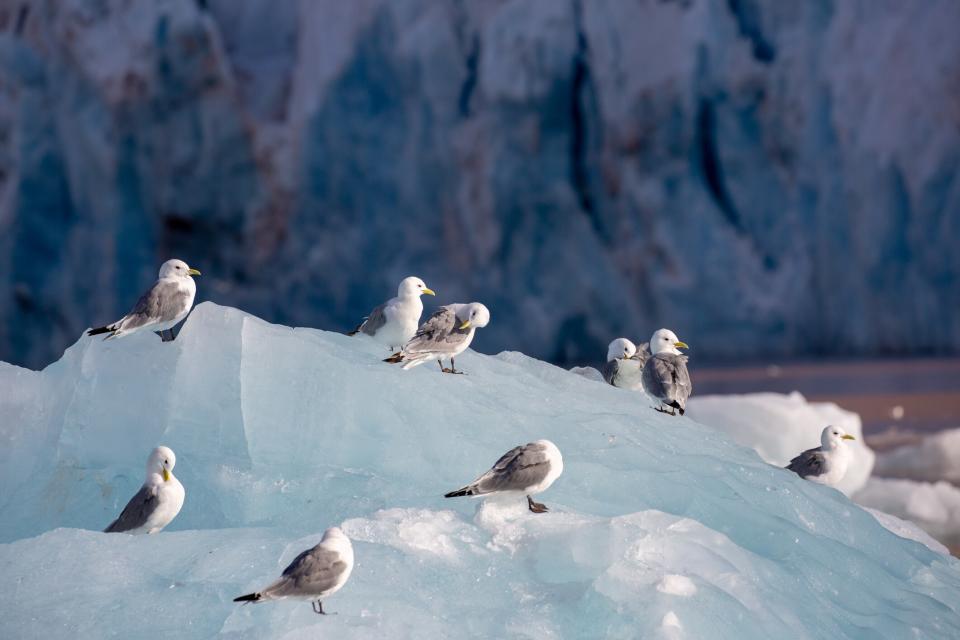 Seabirds in the Arctic Circle - getty