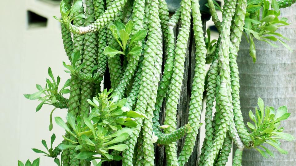 types of cactus rat tail cactus