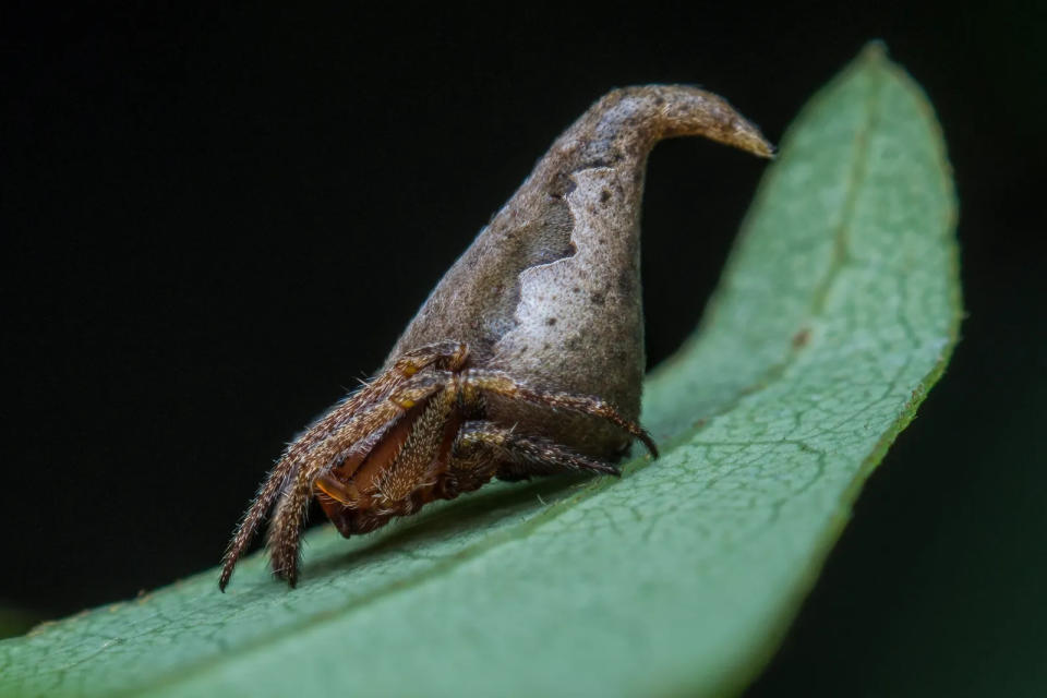 Eriovixia gryffindori spider close-up.