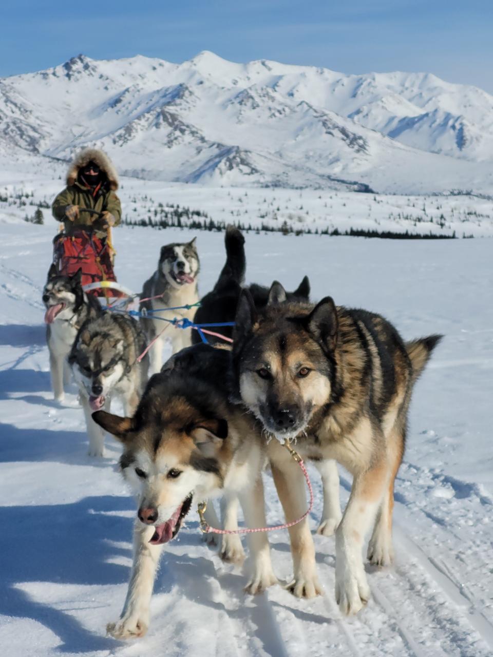 Denali's sled dogs aren't just for show. They work in the park and have since the park's beginning.