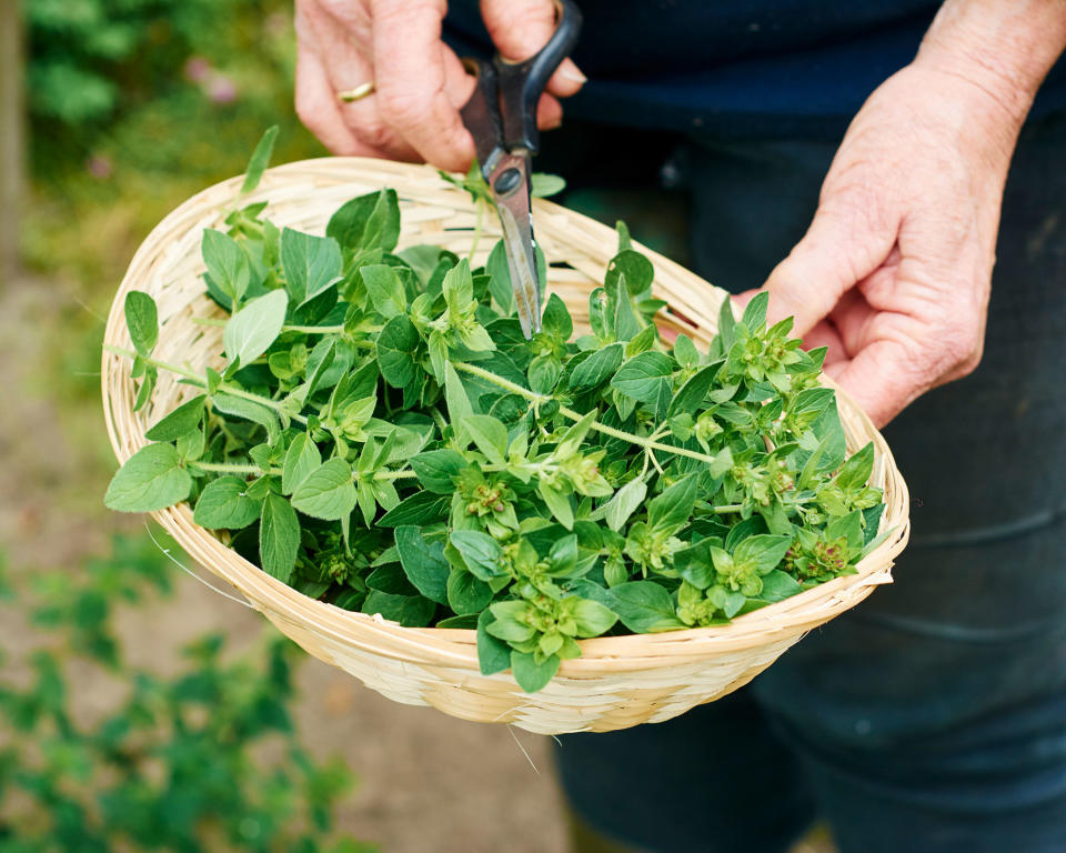 person harvesting oregano from the garden