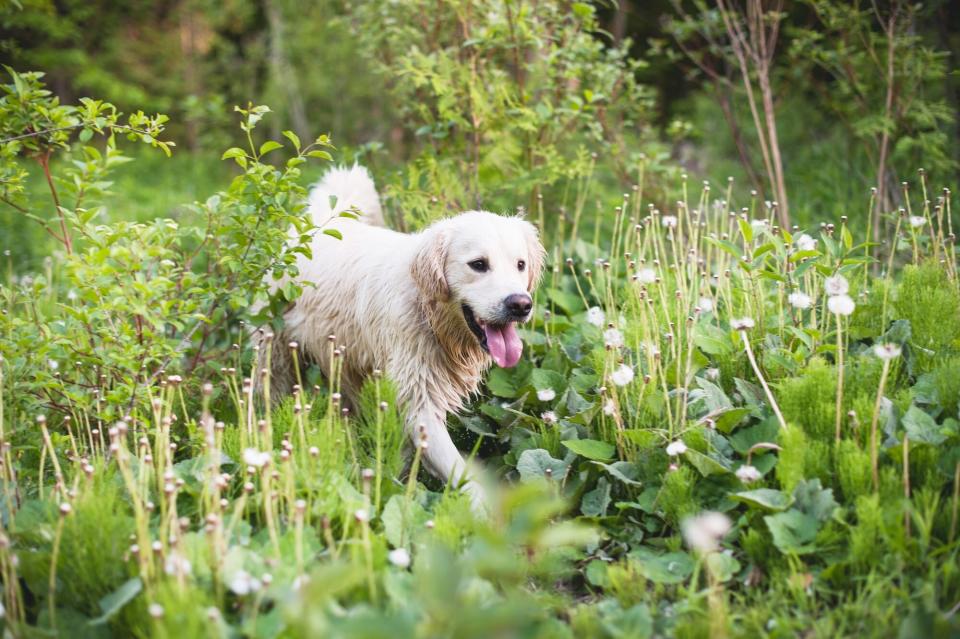 golden retriever walking in tall grass