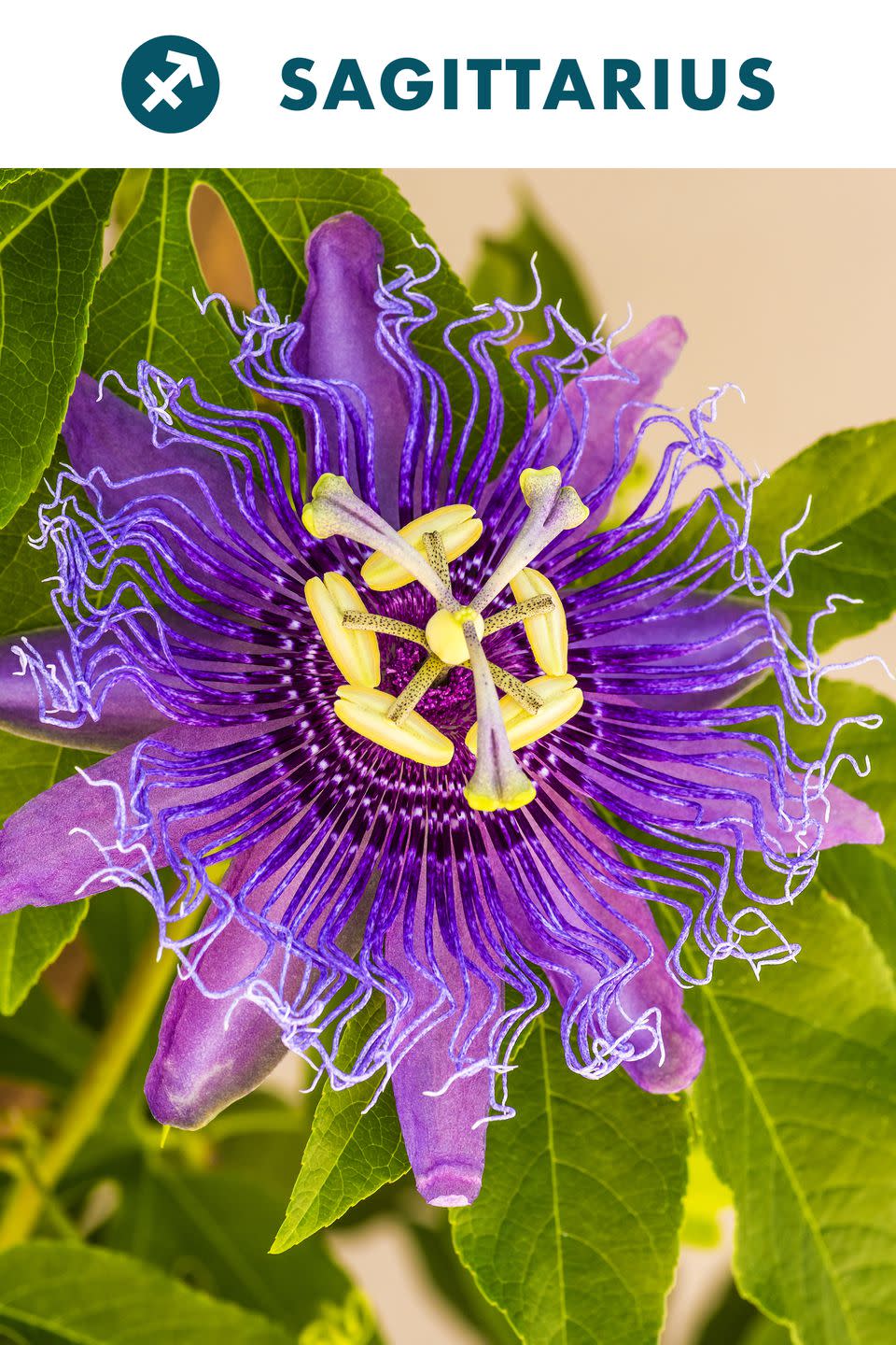 Sagittarius : Passion Flower
