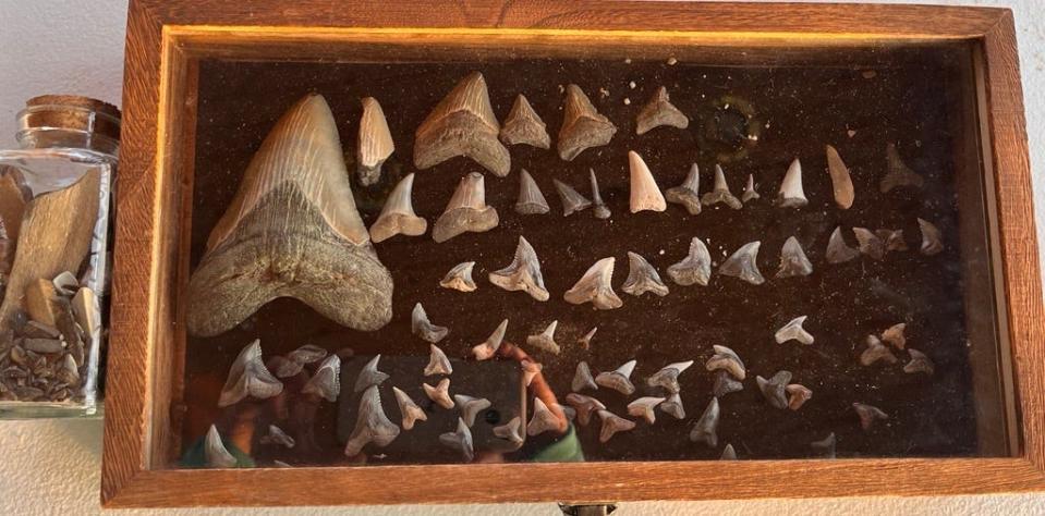 The nearly 10-year-old shark tooth collection of Molly Sampson. The girl, 9, was on a Christmas Day visit to Calvert Beach in Maryland, when she found a 5-inch tooth belonging to the now-extinct Otodus megalodon shark species.