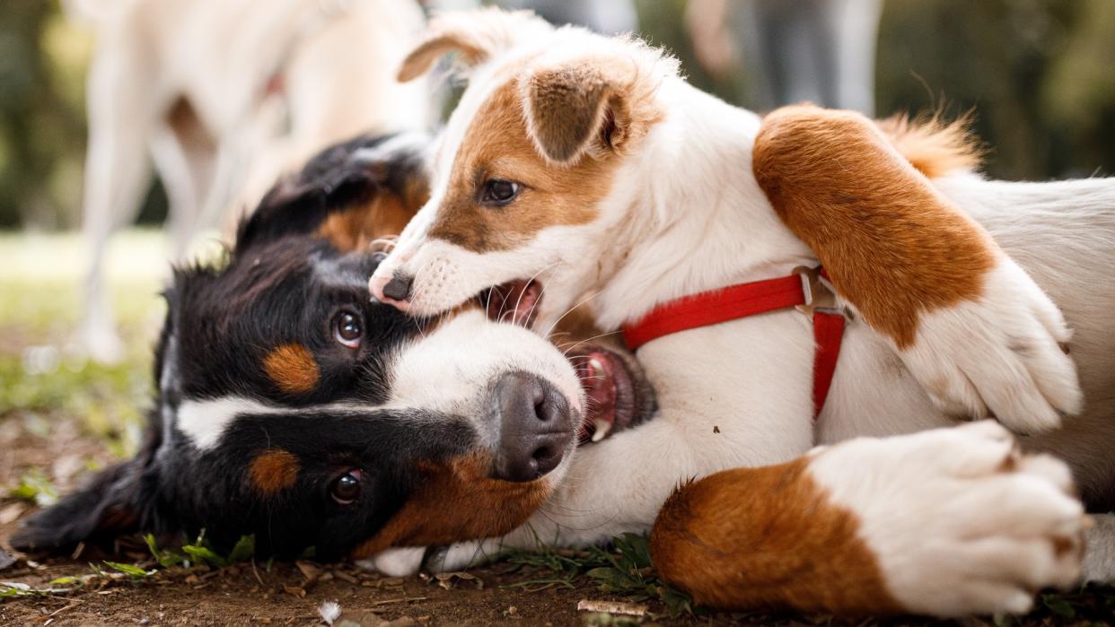  Puppy playfully biting Bernese Mountain Dog. 