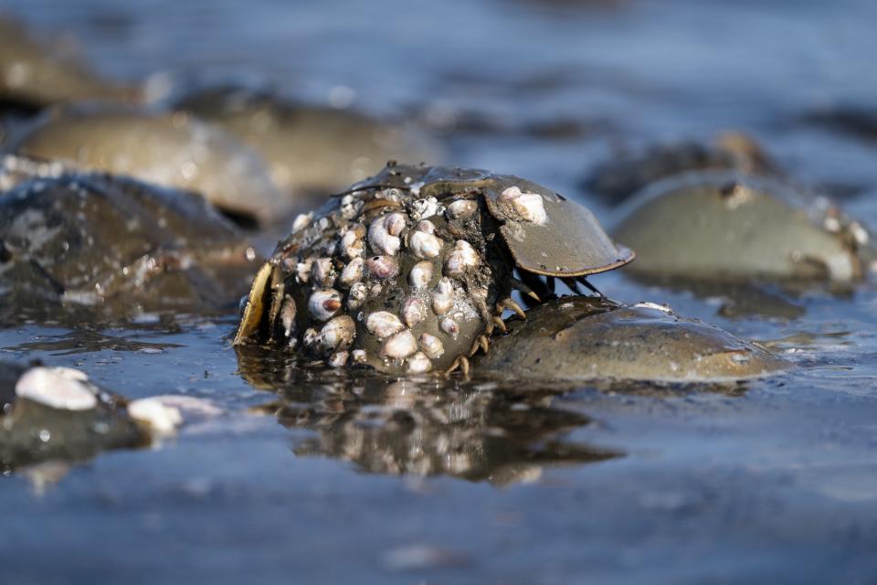 Horseshoe crabs spawn at Reeds Beach in Cape May Court House, N.J., Tuesday, June 13, 2023. The biomedical industry is adopting new standards to protect the sea animal that is a linchpin of the production of vital medicines. (AP Photo/Matt Rourke)