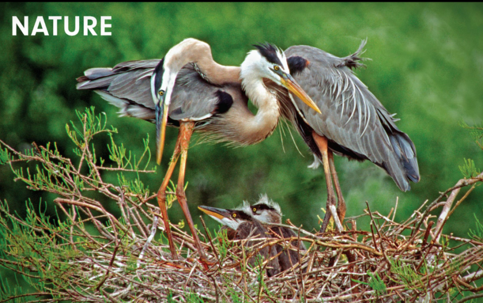 Drotar's favorite photo of all time shows great blue heron. He named it "Devoted Family."