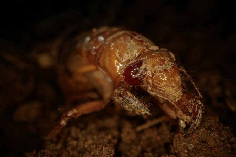 A dirt-dusted periodical cicada nymph wiggles its forelimbs in Macon, Ga., on Thursday, March 28, 2024. This periodical cicada nymph was found while digging holes for rosebushes. Trillions of cicadas are about to emerge in numbers not seen in decades and possibly centuries. (AP Photo/Carolyn Kaster)