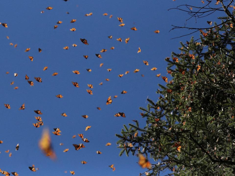 monarch butterflies fill blue sky and tree branches