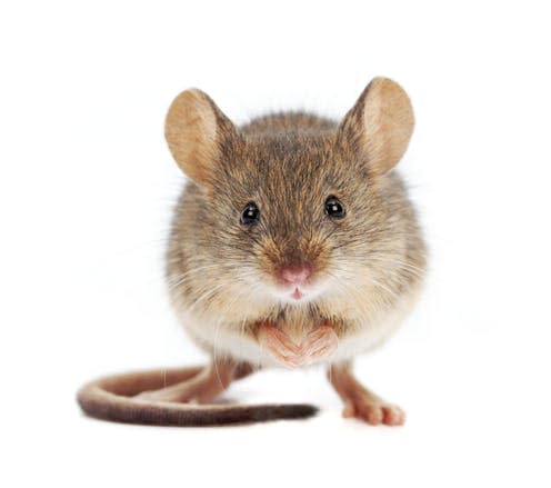   <span class="attribution"><a class="link " href="https://www.shutterstock.com/image-photo/house-mouse-standing-on-rear-feet-137911070" rel="nofollow noopener" target="_blank" data-ylk="slk:Szasz-Fabian Jozsef/Shutterstock;elm:context_link;itc:0;sec:content-canvas">Szasz-Fabian Jozsef/Shutterstock</a></span>