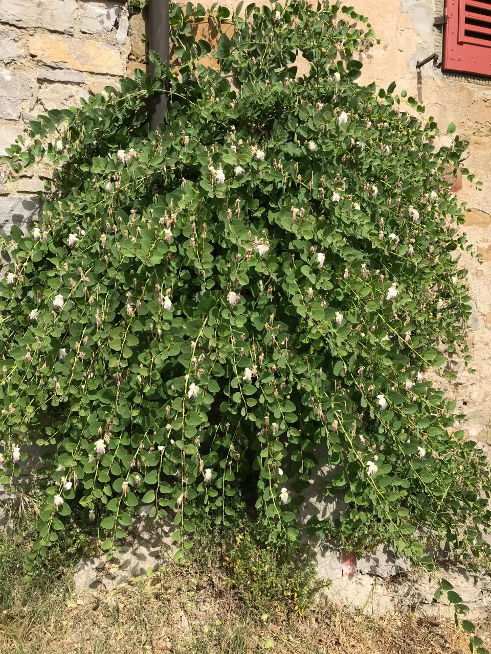 This caper bush on a home in Montegonzi started as seed inside a fig. That protects the seed from birds.