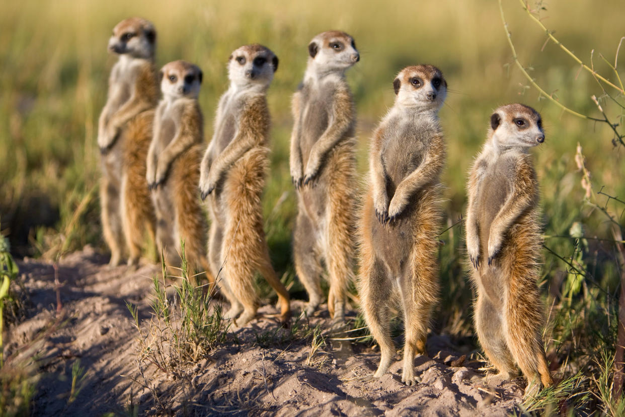 Meerkats will aid the broken-hearted on Valentine’s Day. (Photo: Burrard-Lucas/Barcroft Media/Getty Images)