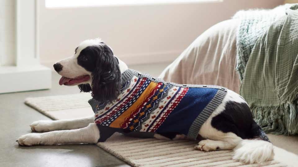 Even your friends' pets will be looking cute and cozy this holiday season.