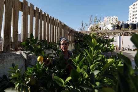 Haya Khader, a Palestinian teacher from East Jerusalem, picks lemons in Kfar Aqab on the outskirts of Jerusalem, near the West Bank City of Ramallah, November 7, 2017. Picture taken November 7, 2017. REUTERS/Mohamad Torokman