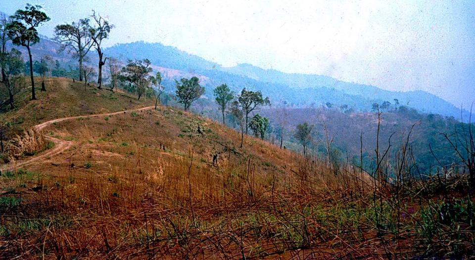 A forest area in Thailand before restoration