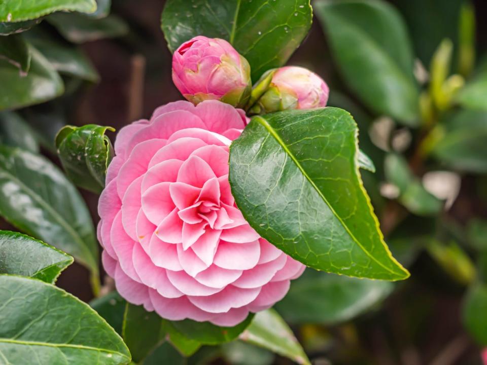 Closeup of pastel pink Camellia Japonica flowers 