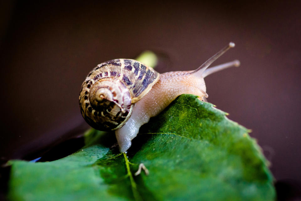 Closeup of a snail