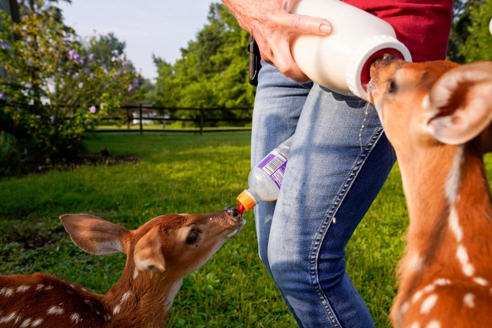 Keirstie Carducci, 65, of Ottawa Lake, feeds two rescue fawns in the morning in Ottawa Lake on Wednesday, July 26, 2023. These fawns aren't ready for Carducci's fawn pen, due to injuries, and require extra attention and care. Carducci keeps them close to the barn where she works most of the day and allows them to roam free in the front part of her yard.