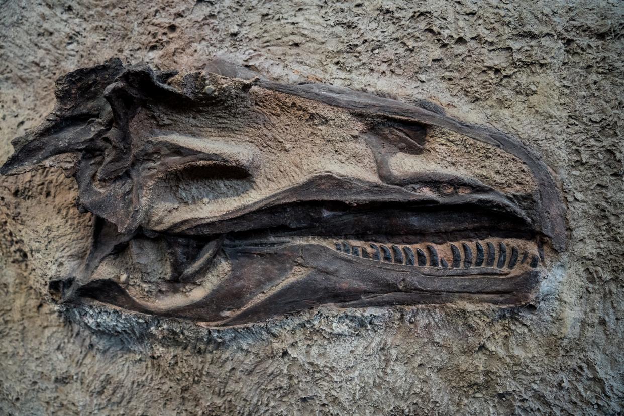 Dinosaur National Monument visitors can see more than 1,500 dinosaur fossils and even touch some with their own hands.