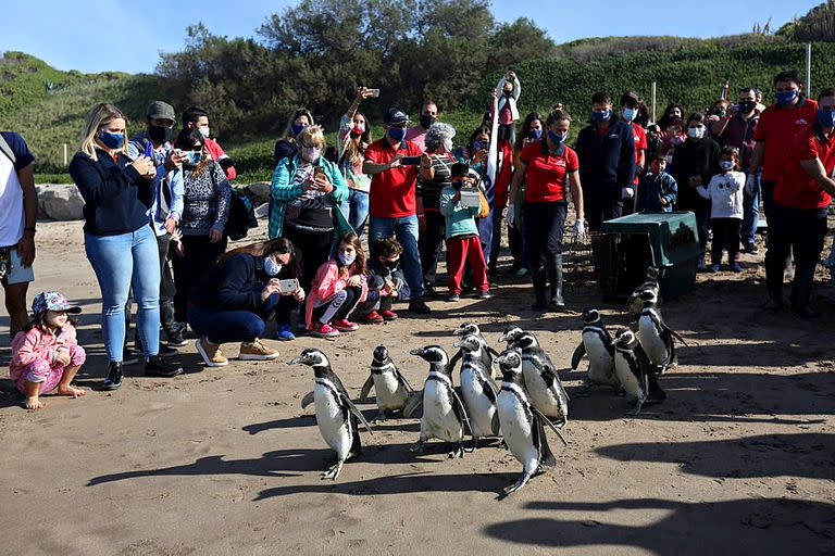 Se reinsertaron al mar pingüinos recuperados en Mar del Plata