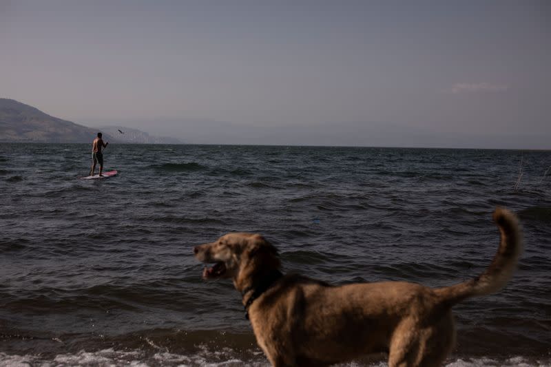 Un perro posa de perfil mientras un hombre navega en el Mar de Galilea en el norte de Israel