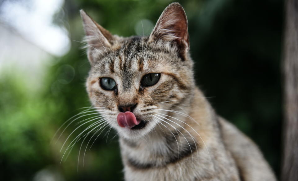 Dos gatos fueron interceptados en menos de dos meses. Foto: Getty Images.