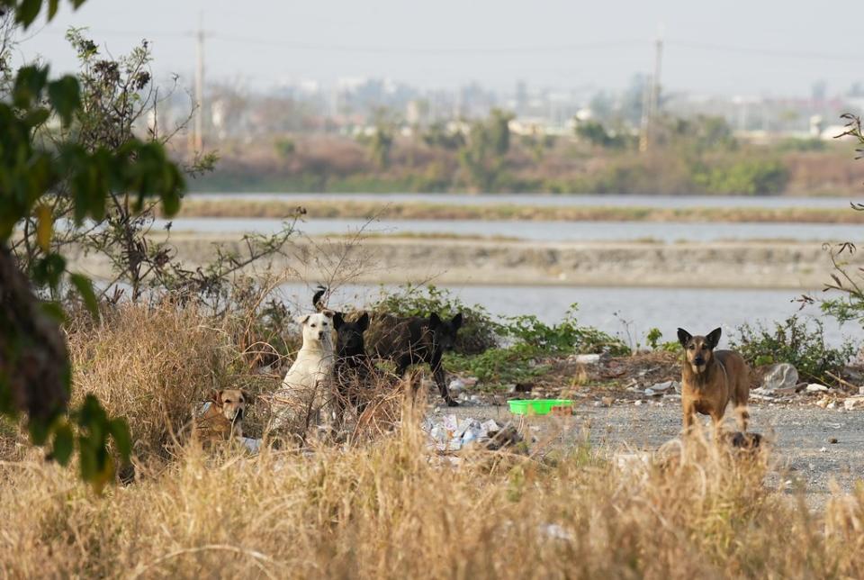 台灣南部的偏遠地區，過往是野生動物的棲地，如今常見遊蕩犬成群出沒。攝影：沈嘉偉