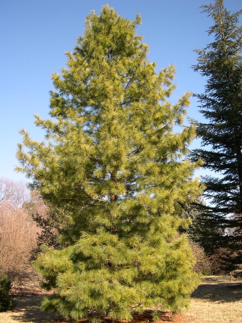 Korean Pine - Pinus koraiensis was named the 2024 Theodore Klein Plant Awards Large Evergreen winner.