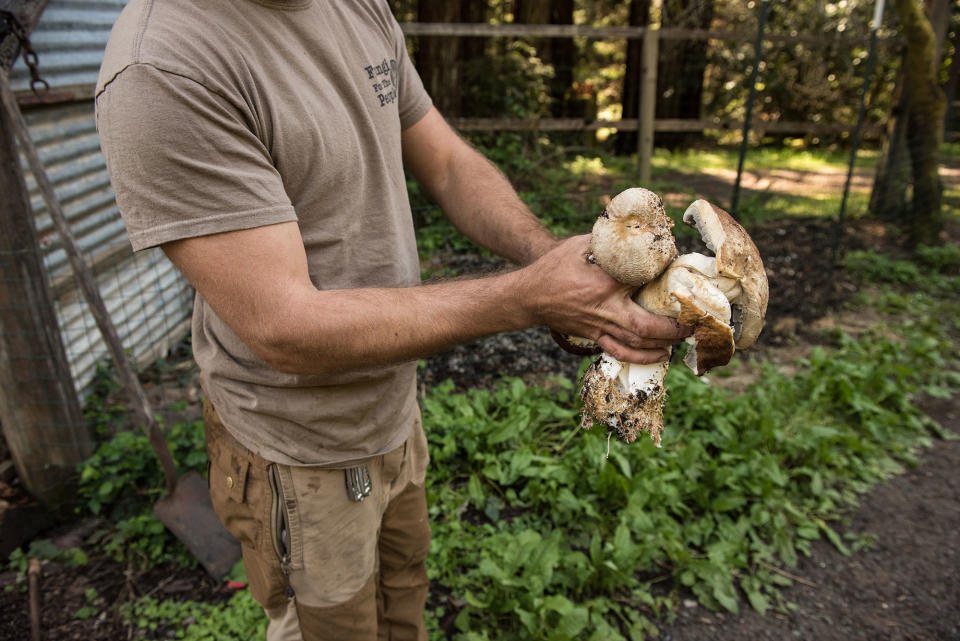 Brad holds a few of the edible mushrooms he grew on the farm in March. (Photo: Deleigh Hermes for Yahoo News)