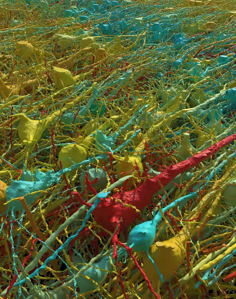<br>這幅渲染圖展示了大腦樣本中所有的興奮性（錐體）神經元，經過不同放大倍數和傾斜角度呈現。這些神經元根據大小進行著色，細胞體（核心部分）大小介於15到30微米之間。（圖片來源：Google研究團隊和哈佛大學Lichtman實驗室，由D. Berger製作。）