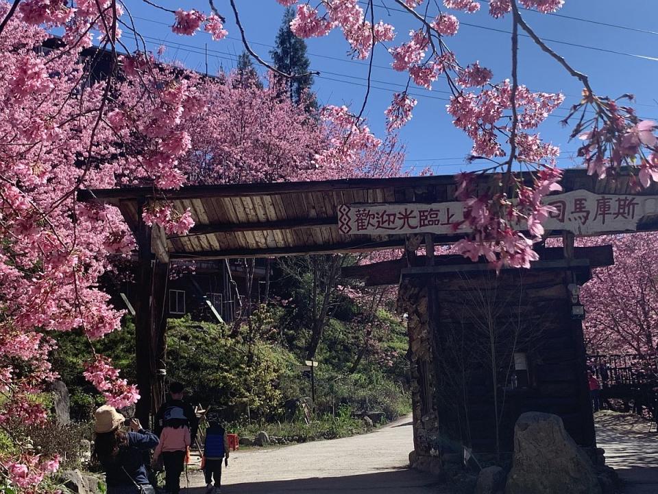 司馬庫斯櫻花季開始了，6日開始總量管制。（圖：彭清仁攝）