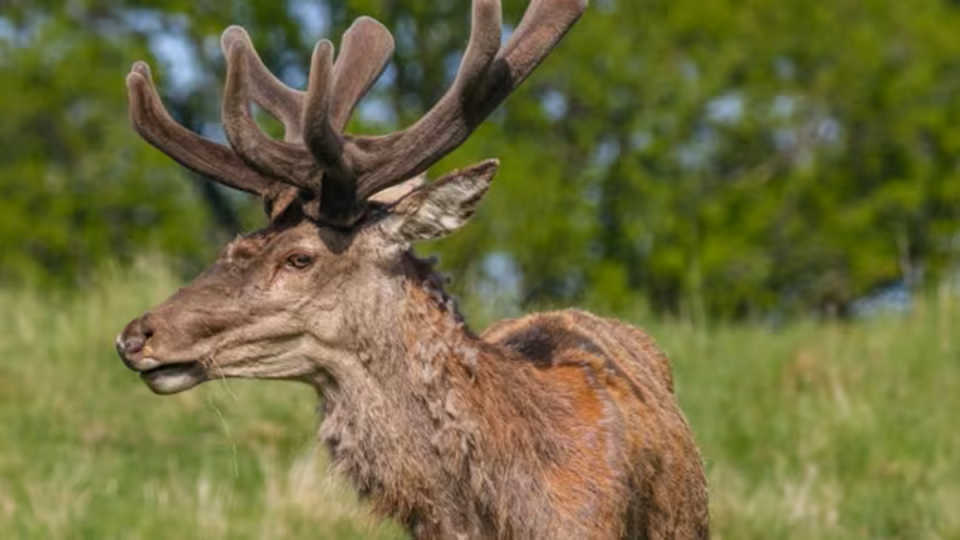 CWD has yet to be linked to humans, but the health department still advises to take extra precaution (Idir D/Getty Images)