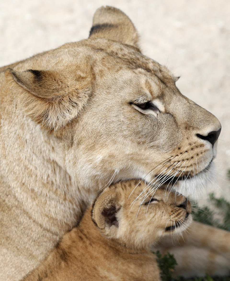 A Barbary lion cub with its mother Khalila rests in its enclosure at the zoo in Dvur Kralove, Czech Republic, Monday, July 8, 2019. Two Barbary lion cubs have been born in a Czech zoo, a welcome addition to a small surviving population of a rare majestic lion subspecies that has been extinct in the wild. A male and a female that have yet to be named were born on May 10 in the Dvur Kralove safari park. (AP Photo/Petr David Josek)