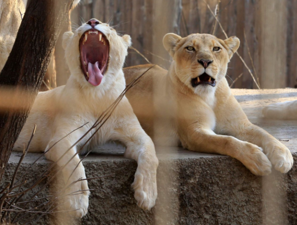 <p>In Tiflis, Georgien, ruht sich eine Löwenfamilie im örtlichen Zoo aus, der im letzten Jahr Tiere aus aller Welt aufgenommen hat. (Bild: Shakh Aivazov/AP) </p>