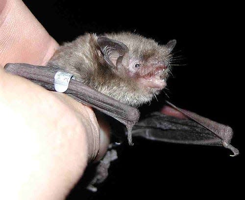 This Indiana bats was tagged as part of a monitoring program in West Virginia. The bats are fitted with a radio transmitter and tracked to roosting locations throughout the life of the transmitter.